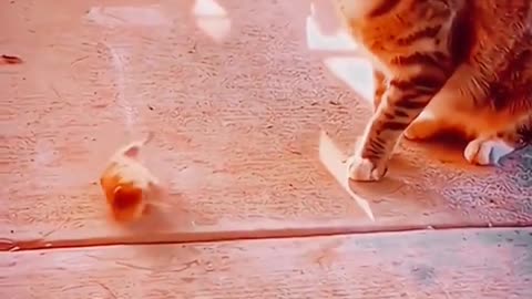 Cat funniest video