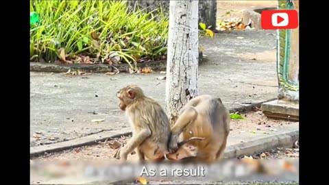 Little Monkey Survives King Cobra Snake Bite! 🐒🐍