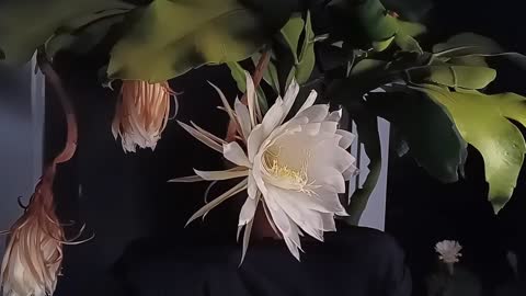 曇花綻開 Queen of the night flower（Epiphyllum）