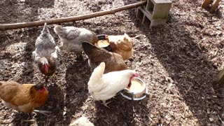 Hens try mango peanut protein smoothie and keep going back for more.