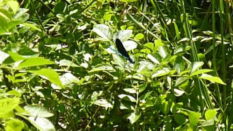 Black & Blue Dragonfly On A Leaf