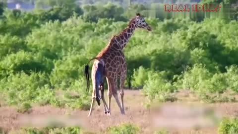 A baby giraffe, unfortunately, falls from a height of two meters when it is born