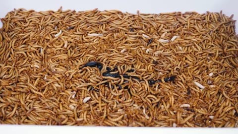 WHAT HAPPENS IF YOU PUT DOWN A DEAD SCORPION TO 10000 MEALWORMS_ DEAD SCORPION VS MEALWORMS