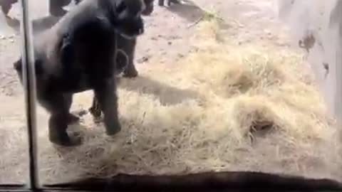 Funny animals voiceovers (Gorilla vs Snake)