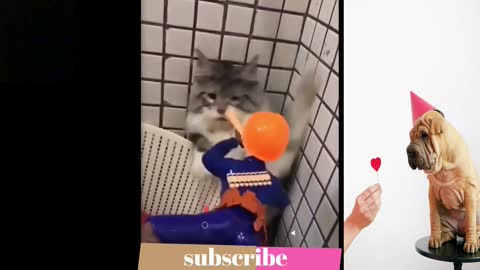 videos of cats and dogs that are the funniest in 2022