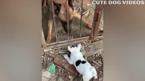 Funniest Dogs And Cats Video 😺🐶 - Best Funny Animal Videos 2023 😂