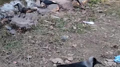 Bird Crow Video By Kingdom of Awais