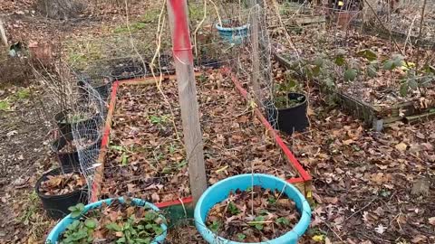 Supplemental garden, replacing food needs