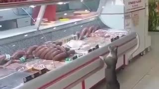 Cat Buying A Meat The SuperMerket