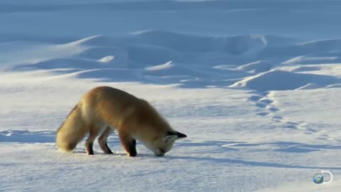 Fox_Dives_Headfirst_Into_Snow___North_America