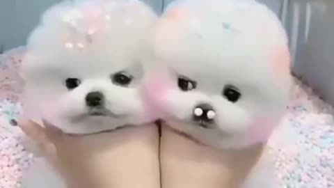 Little Cute Puppy