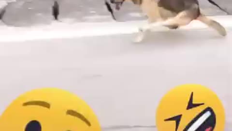 Dog for talented