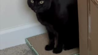 Adopting a Cat from a Shelter Vlog - Cute Precious Piper Uses Her Tuffet for a Bathtub #shorts