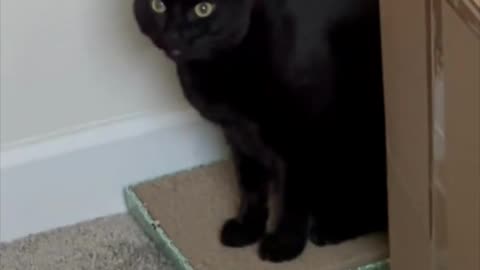 Adopting a Cat from a Shelter Vlog - Cute Precious Piper Uses Her Tuffet for a Bathtub #shorts