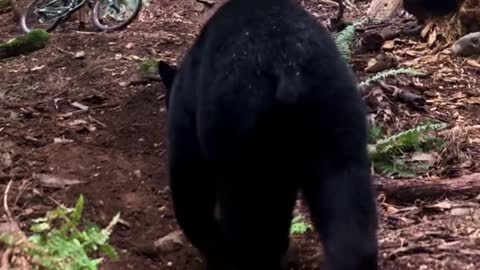 Bear scares hiker off trail in Monrovia, CA