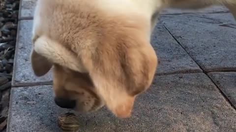 Funniest & Cutest Labrador Puppies | Funny Puppy Videos 2021