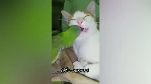 Funny pets Part 5