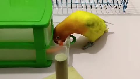A cute little parrot (Toto) knows how to put a rubber band on a pole and turn over on its wings
