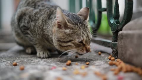 Cute 🥰 cat eating 🤩😋😻woo very beautiful cat