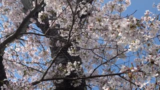 #CherryBlossom#Sakura#Japan#BlossomSeason#CherryBlossomFestival#SpringInJapan#SakuraMagic#Blossom