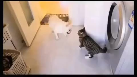 cat and dog playing each other