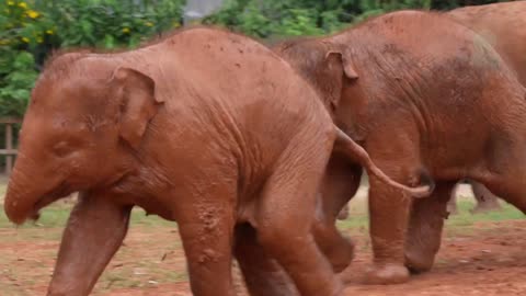 Baby Elephants Running and Playing