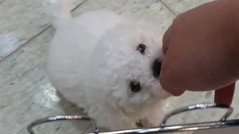 A puppy waiting for its owner at the adoption center.