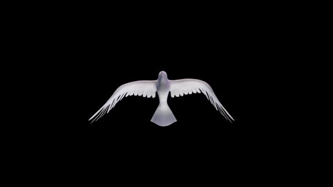 Pigeon Bird Wings Flying Dove Animal Feather