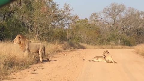 Lion resting on the roadside