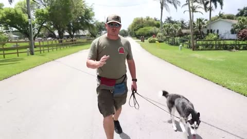 (STOP) Leash Pulling with Any Breed!!!!