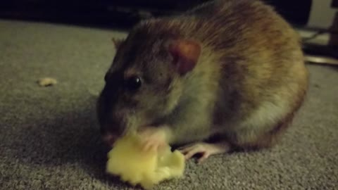 Cute pet rat really enjoys his nightly treat