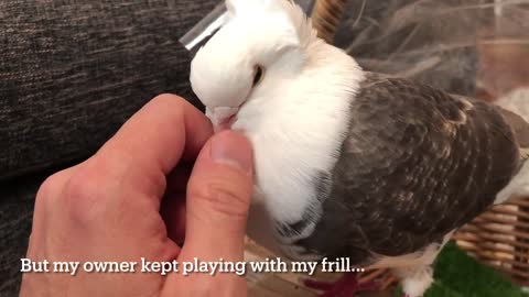 Tickle cute pigeon's frill while she naps - Nutella the Old German Owl pigeon