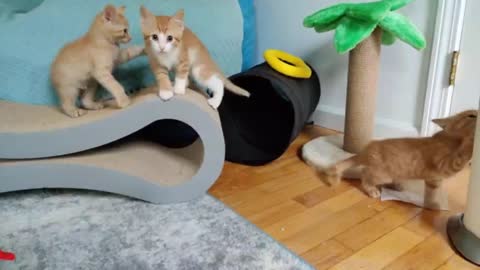 the latest best video viral collection of cute cats #rumble #rumbling #viral #tranding