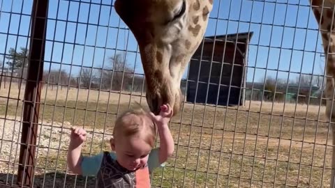 Curious Giraffe Gees Kiddo Kisses | ViralHog😱❤️‍🩹