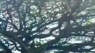 Massive tree over a cemetery