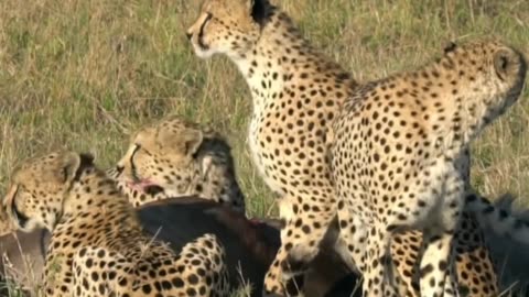 Predator on the Prowl: Cheetah's Chase for Survival