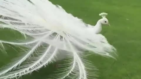 White peacock opening feathers