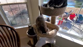 The Talking "Kitty Cats"