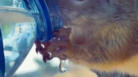 Thirsty Squirrel Begs For Water From Man