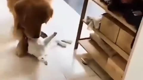 Unlikely Friendship: Astonishing Cat and Dog Duo! funny animals videos 😄!