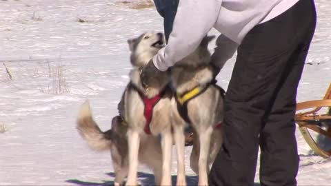 Winter Games Sled Dog Race