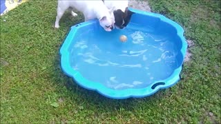 Pair of French Bulldogs enjoy pool time