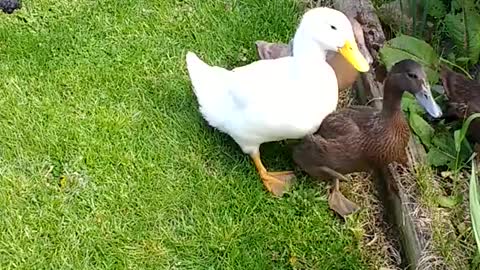 Familia de patos no está interesada en hacerse amiga de un perro