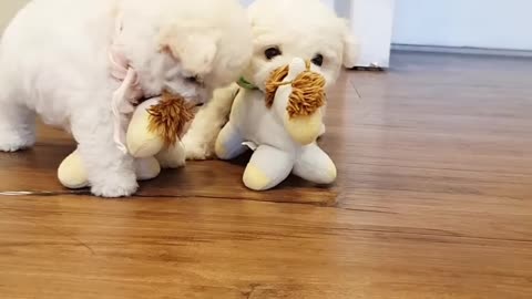 A__cute_little_bichon_frise_video_lovely_puppy_bichon__-_Teacup_puppies_KimsKennelUS