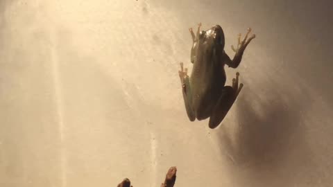 Feeding time for the pet frogs - Crazy Frog - Axial F
