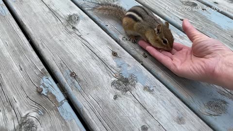 Little chippy eat from my hand
