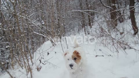 dog in snow fall and see me