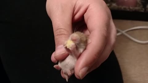 Adorable hamster bebé come una pequeña golosina