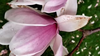 Spring flowers, Magnolias
