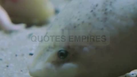 Axolotl Antics A Dive into the Quirky World of Mexico's Marvelous Salamander#axolotl #wildlife